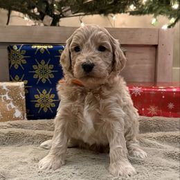 Orange - Cream male Goldendoodle puppy in Tecumseh, Nebraska from Down South Doodles