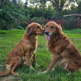 Golden Retriever puppies from Akoya Kennels