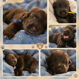 Yellow collar - Black male German Shepherd puppy in Central Florida, Florida from Kaleidoscope German Shepherds
