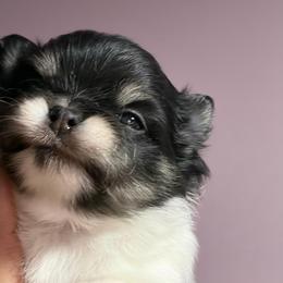 Spice - Black and tan parti male Pomeranian puppy in Franklin, North Carolina from A&J Cutie Pawtooties