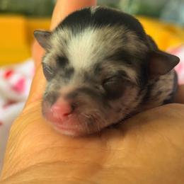 Rocket - Merle male Chihuahua puppy in Hasting, Florida from Fiesta Pups