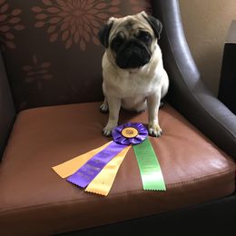 Marie Claire - Pug