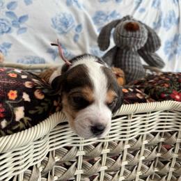Ruby Rose - Black tan and white female Beagle puppy in Meridianville, Alabama from Spear Haven Beagles (formerly Spear Lake Beagles)