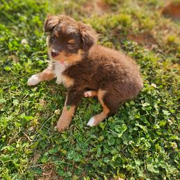 Scarlett - Red tri female Toy Australian Shepherd puppy in Pickens, South Carolina from Reflections of Star Crest Kennel