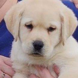 Labrador Retriever Puppies from Tru-Heart Labradors