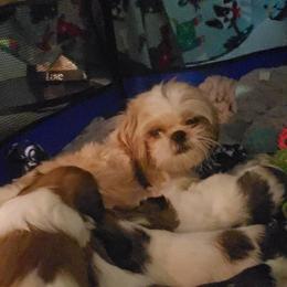 Shih Tzu Puppies from Shih Tzu Kennels