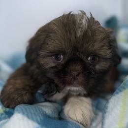 Liver pup - Liver and white male Shih Tzu puppy in Albany, New York from Precious Shihpoo’s and Luxurious Shih Tzu’s