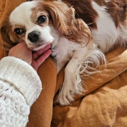 Dahlie - Cavalier King Charles Spaniel