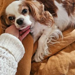Dahlie - Cavalier King Charles Spaniel