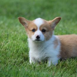 Hazel - Sable merle and white female American Corgi puppy in Scio, Oregon from Abundant Joy Corgis