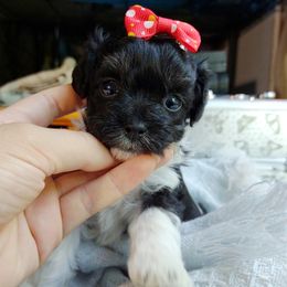Korean Elio - Black & tan tri-color male Maltipoo puppy in Barren Springs, Virginia from Seeking Shalom Acres Maltese, Maltipoos & Havamalts