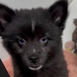Gigi - Black and white female Pomsky puppy in Spring Hill, Florida from PDQ Pomskies