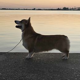 Blaze - Pembroke Welsh Corgi
