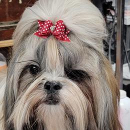 Anna - Shih Tzu