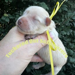 Zinfandel - Wheaten male Miniature Schnauzer puppy in Newark, Ohio from Tuckered Out Schnauzers