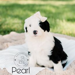 Aussiedoodle, Australian Shepherd, Old English Sheepdog, and Sheepadoodle Puppies from Star Garnet Pups