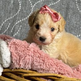 Mía - Apricot female Maltipoo puppy in Bakersfield, California from Silvia's Maltipoos
