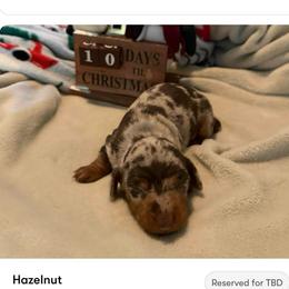 Hazelnut - Dapple female Dachshund puppy in Corona, Ca Hemet, Ca Surpise, Arizona from Over The Moon Dachshunds