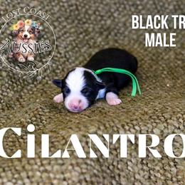 Cilantro - Black tri male Miniature American Shepherd puppy in Ferndale, California from Lost Coast Aussies