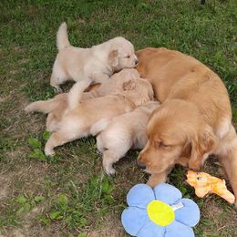 Golden Retriever Puppies from Journey Golden Retrievers