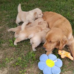 Golden Retriever Puppies from Journey Golden Retrievers