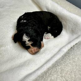 Black and white - Black and white male Bernedoodle puppy in Holt, Missouri from Mindys Doodles