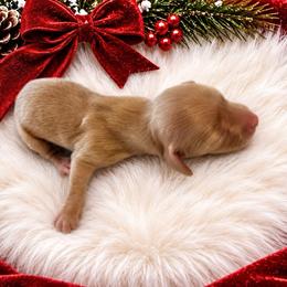 Ivy - Cream female Dachshund puppy in Sebring, Florida from Mini Weenies