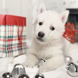 Gray - Aspen - Siberian Husky puppy from Snowy Siberians