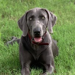 Melanie - Weimaraner