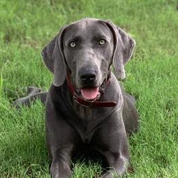 Melanie - Weimaraner