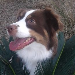 Tiffy - Miniature American Shepherd