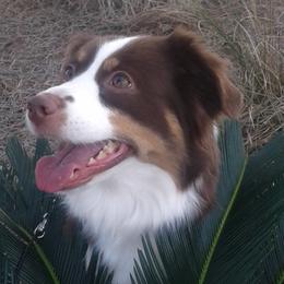 Tiffy - Miniature American Shepherd
