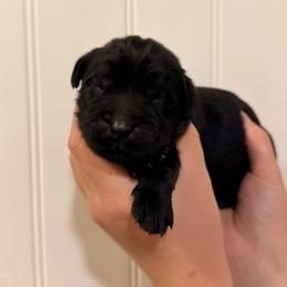 Shawn Mendes - Black male Newfoundland puppy in Tully, New York from Bear Paw Newfoundlands