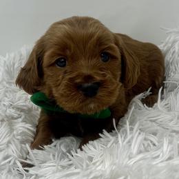 Meli's Green Male - Apricot male Goldendoodle puppy in Great Falls, Montana from Montana Goldendoodles