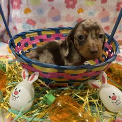 Dachshund Puppies from Kelly's Doxies