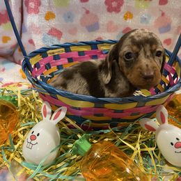 Dachshund Puppies from Kelly's Doxies