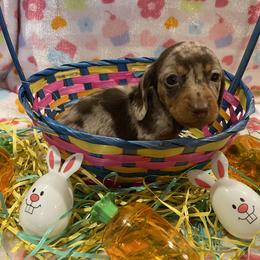 Dachshund Puppies from Kelly's Doxies
