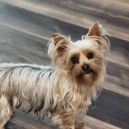 Yorkshire Terriers from Ann's Yorkies