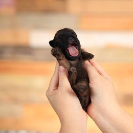Brussels Griffon and Italian Greyhound Puppies from Adornare Kennels
