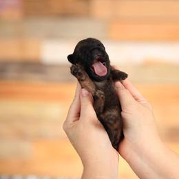 Brussels Griffon and Italian Greyhound Puppies from Adornare Kennels