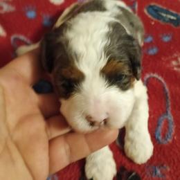 Girl 4 - Tri-color female Cavapoo puppy in East Providence, Rhode Island from Marta's Cavaliers