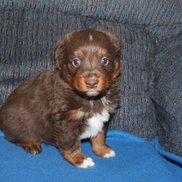 Kenobi - Red tri-color male Miniature American Shepherd puppy in Hillsdale, Michigan from Faithwalk Aussies and Mini American Shepherds