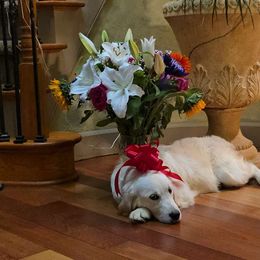 Layla - Golden Retriever puppy from Alpine Valley Ranch-European English Cream Golden Retriever