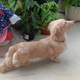 Oakley - Dachshund