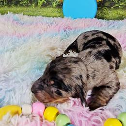 Shadow - Dapple male Dachshund puppy in Rio Grande City, Texas from Hounds All Night