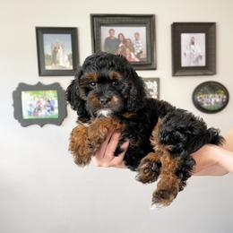 Cavapoo Puppies from Wonderful World Doodles