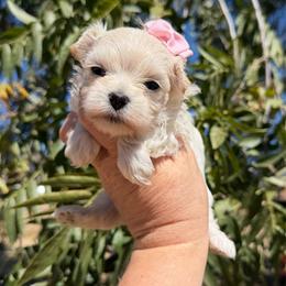 Sparkle - White female Maltipoo puppy in Newport Beach, California from Exotic City Pomeranians and chihuahuas