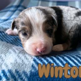 Winton - Blue merle male Miniature American Shepherd puppy in Millington, Tennessee from Goading Glee Glade