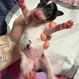 Sundae Swirl - White and black female Xoloitzcuintli puppy in Manitowoc, Wisconsin from Wonderland Kennel