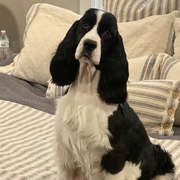 Autumn - English Springer Spaniel